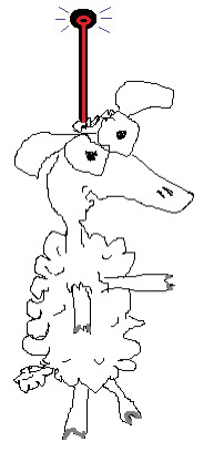 Sheep